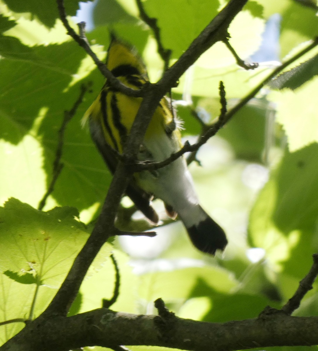 Magnolia Warbler - ML618779112