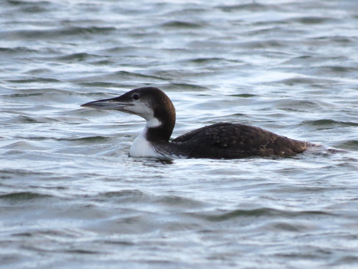 Common Loon - Timothy Fennell