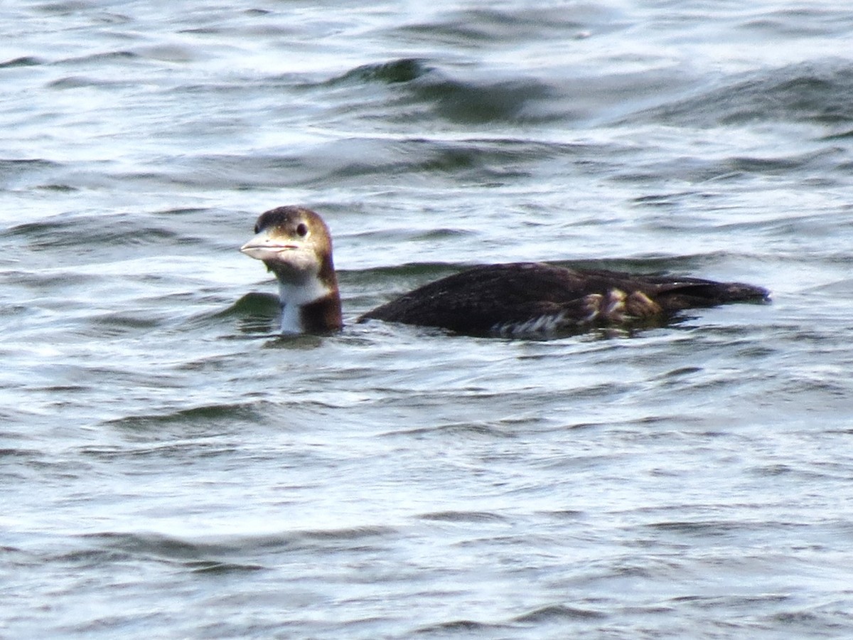 Common Loon - Timothy Fennell