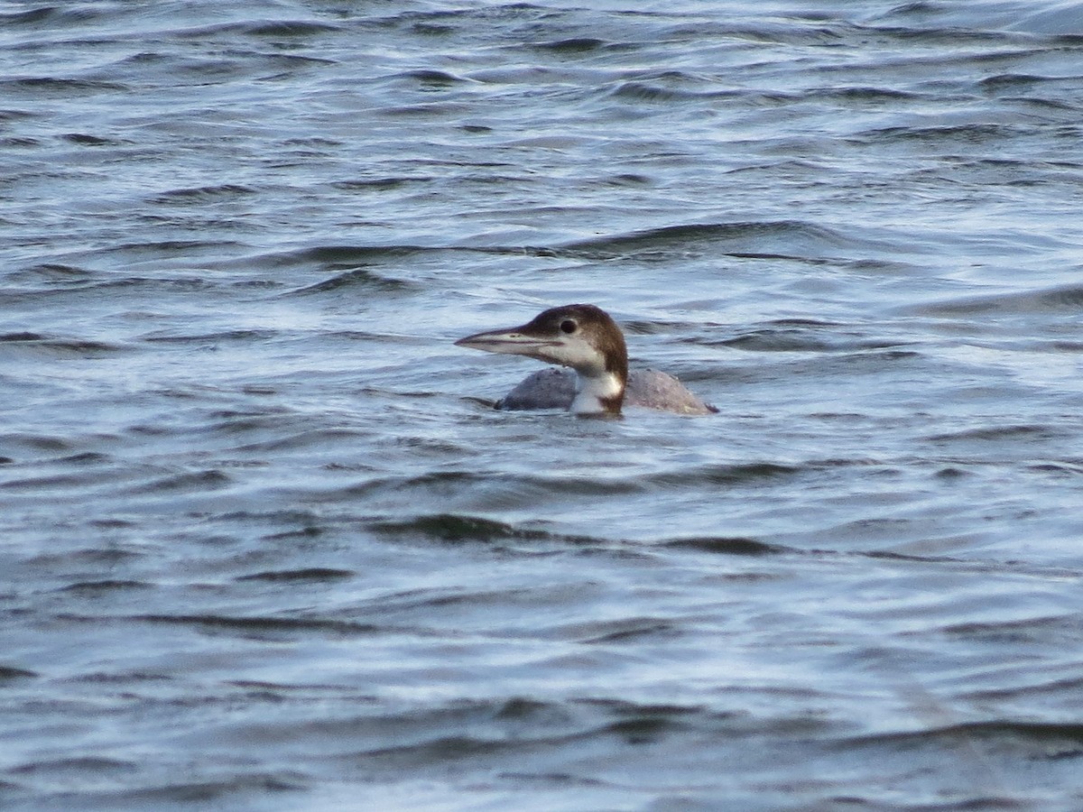 Common Loon - ML618779127