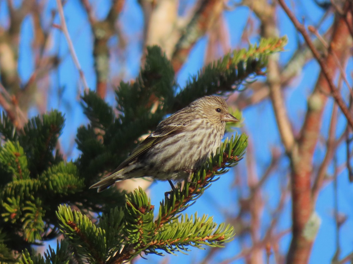 Pine Siskin - Chantal Labbé