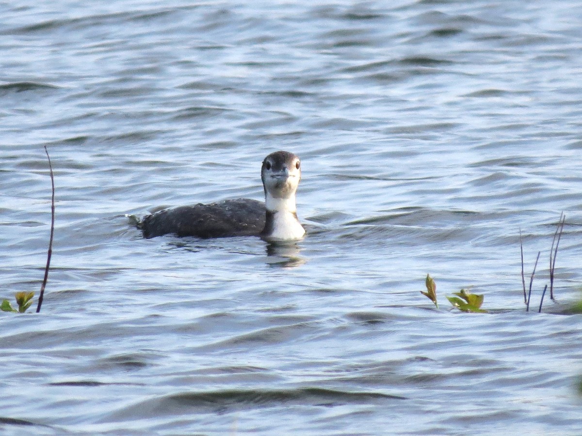 Common Loon - Timothy Fennell