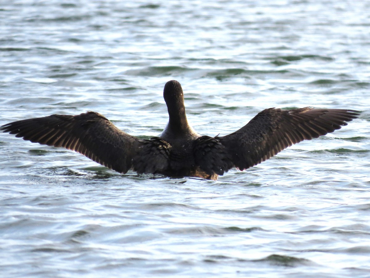 Common Loon - Timothy Fennell