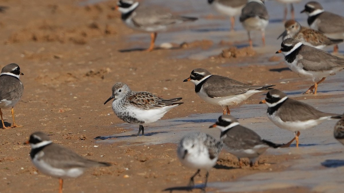 Dunlin - Guillermo Rodríguez