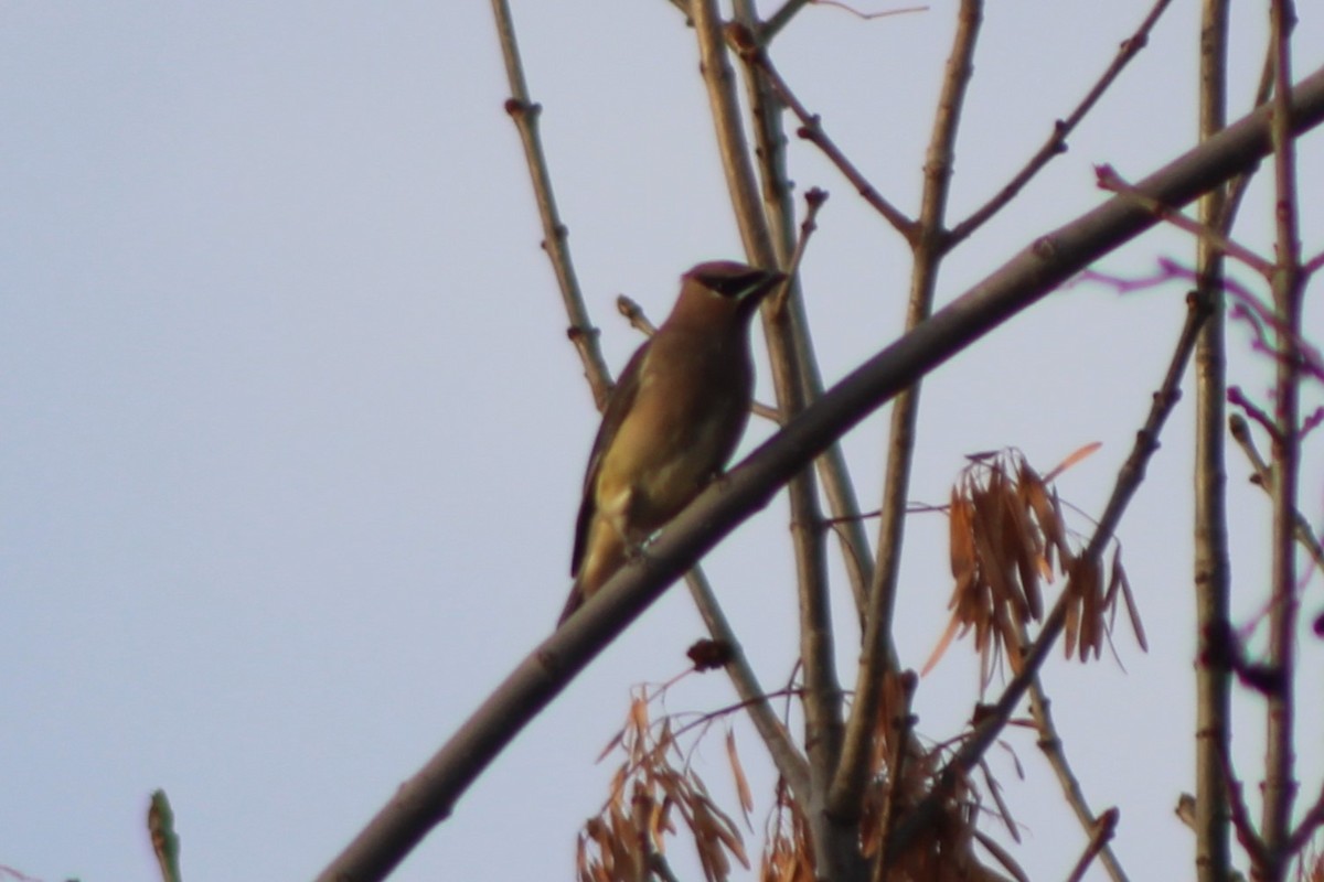 Cedar Waxwing - Sean Cozart