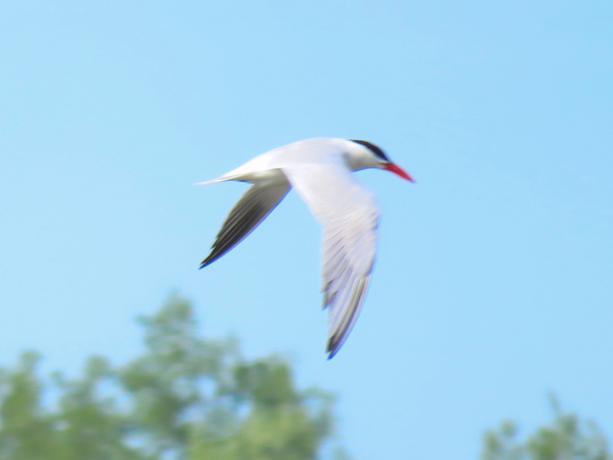 Caspian Tern - ML618779155