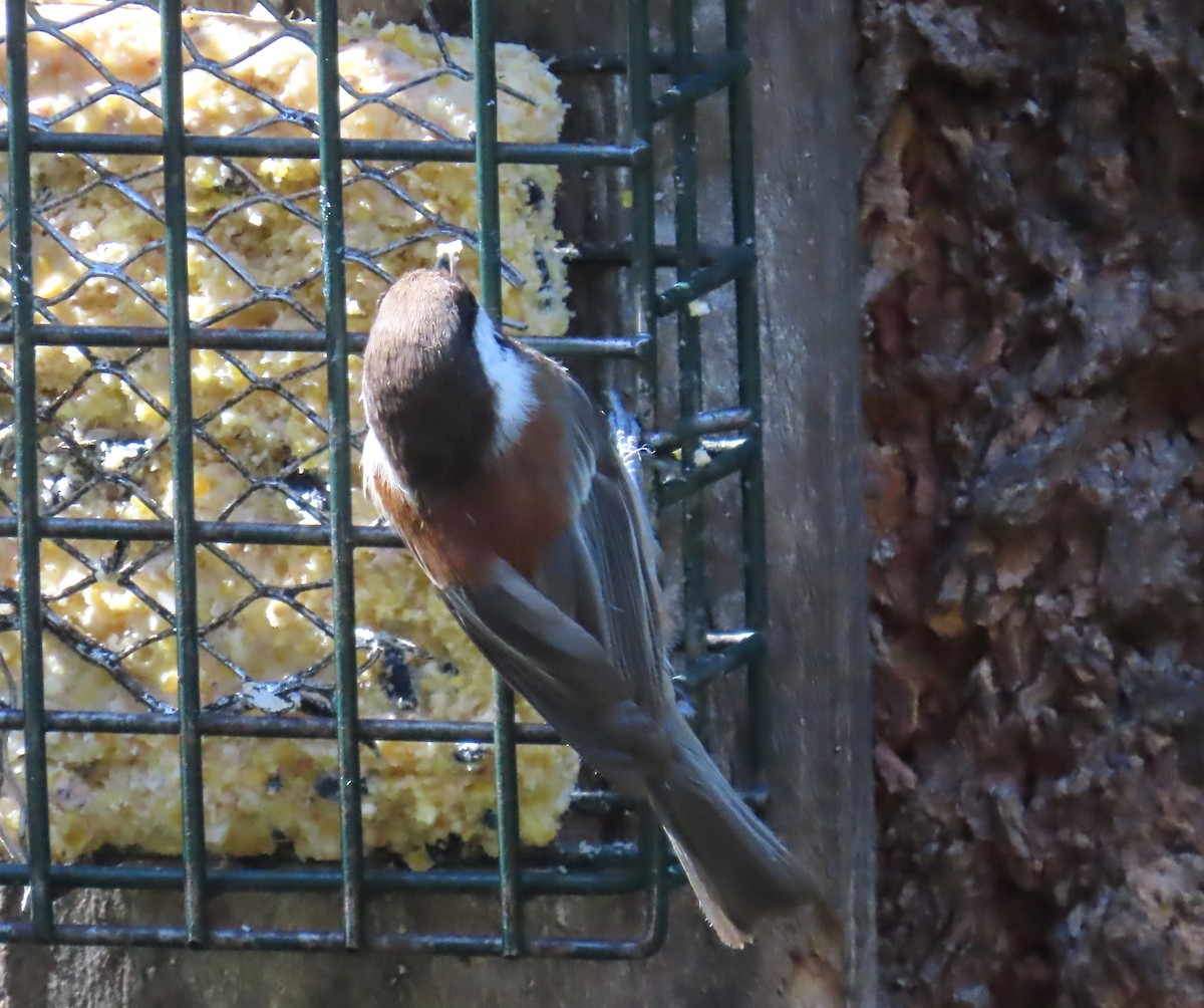 Chestnut-backed Chickadee - Diane Yorgason-Quinn