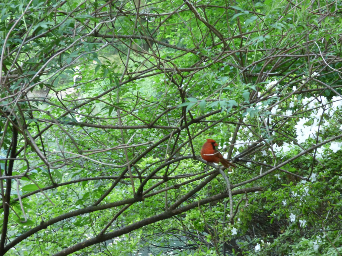 Northern Cardinal - Karina Ramkalawan