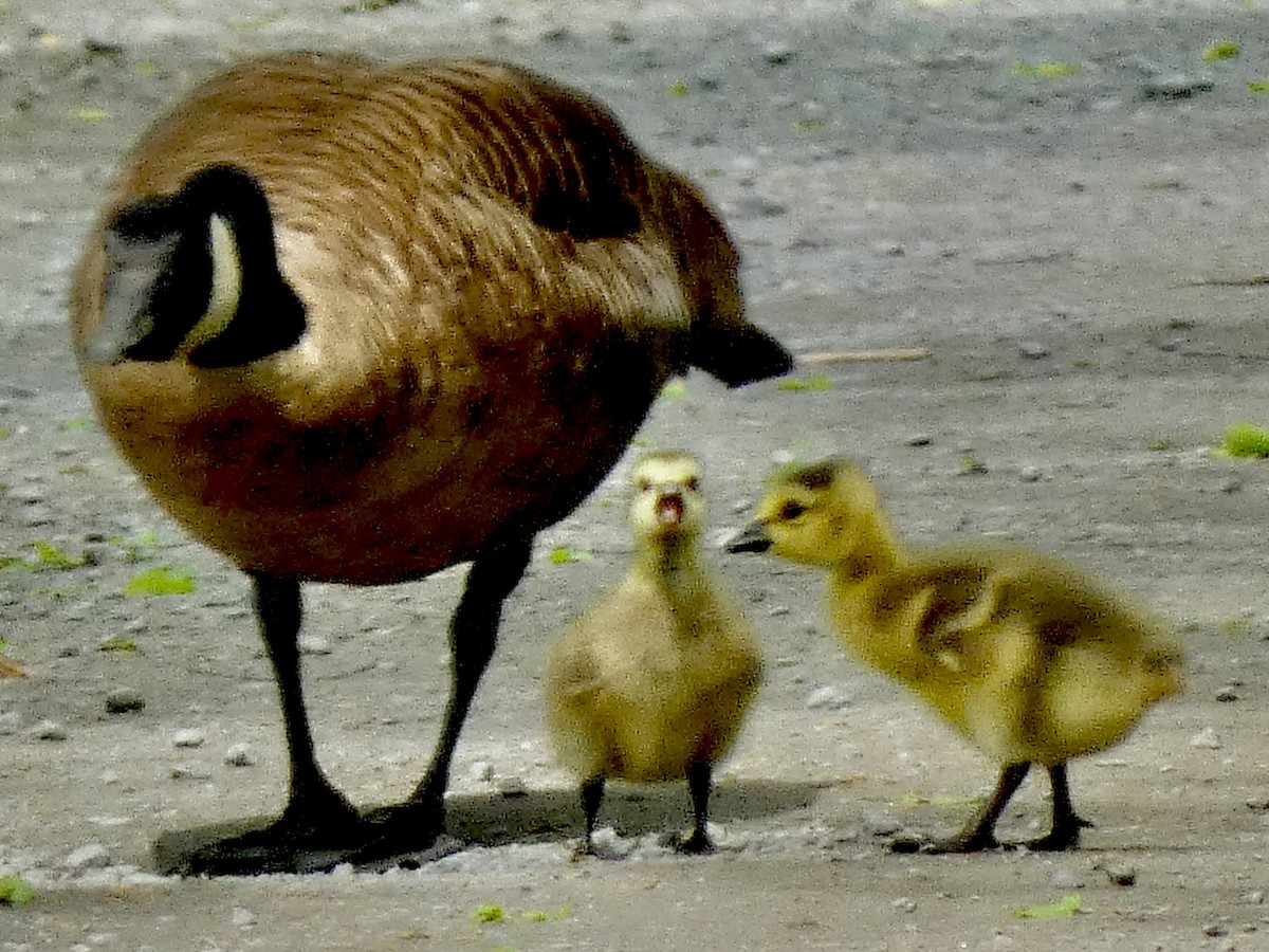 Canada Goose - Connee Chandler