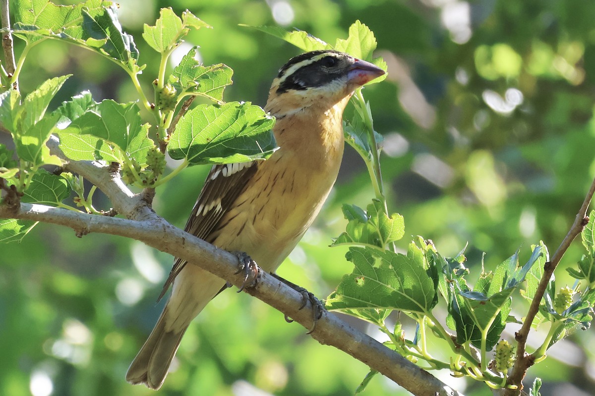 Black-headed Grosbeak - Gil Ewing