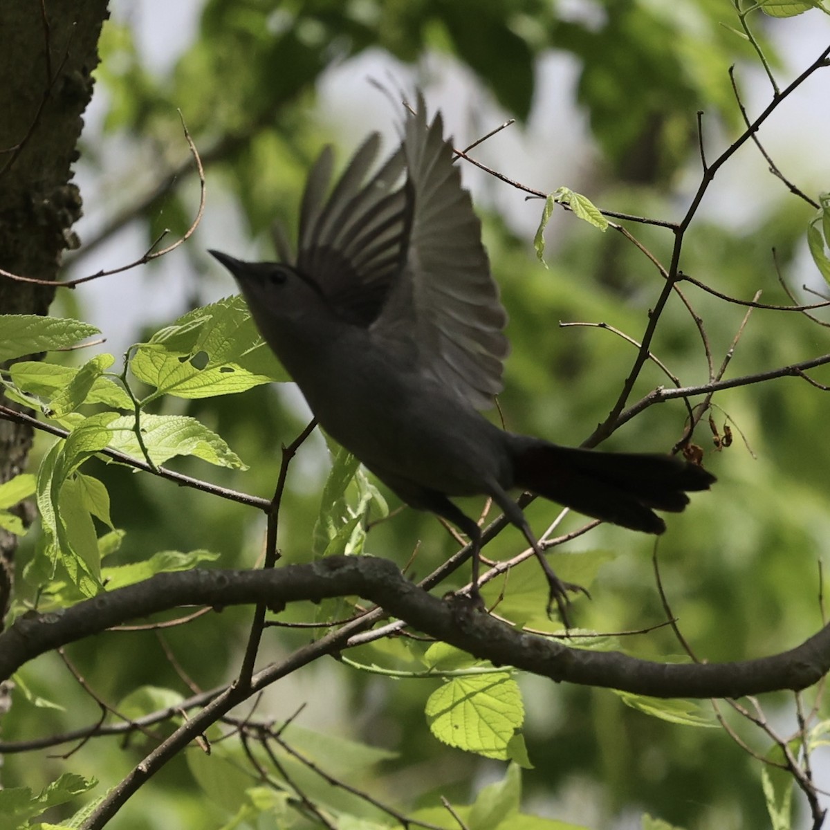 Gray Catbird - Michael Burkhart