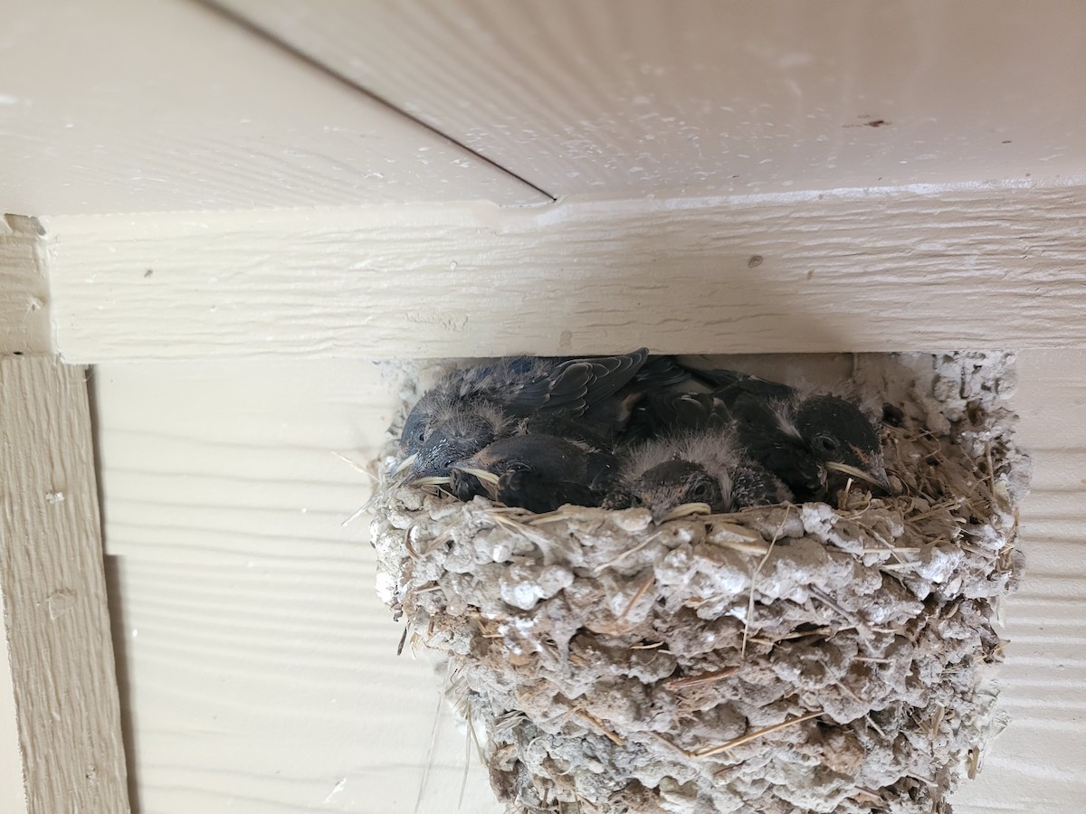 Barn Swallow (American) - Nathan Wahler