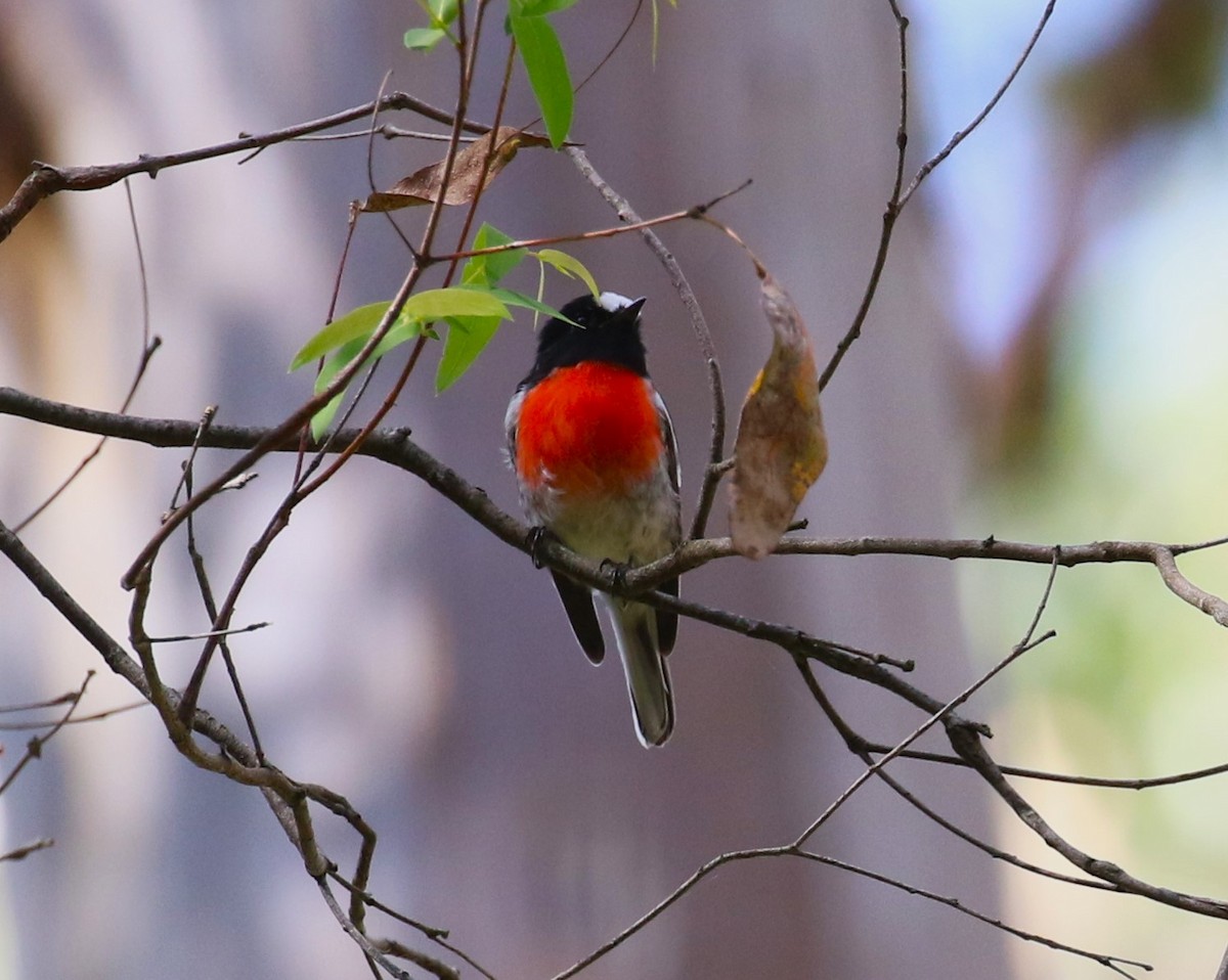 Scarlet Robin - ML618779214