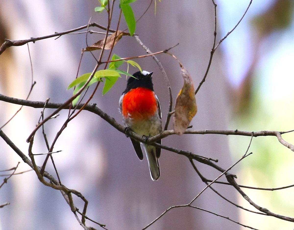 Scarlet Robin - ML618779216