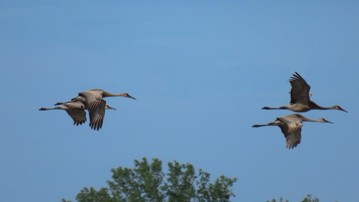 Sandhill Crane - ML618779229