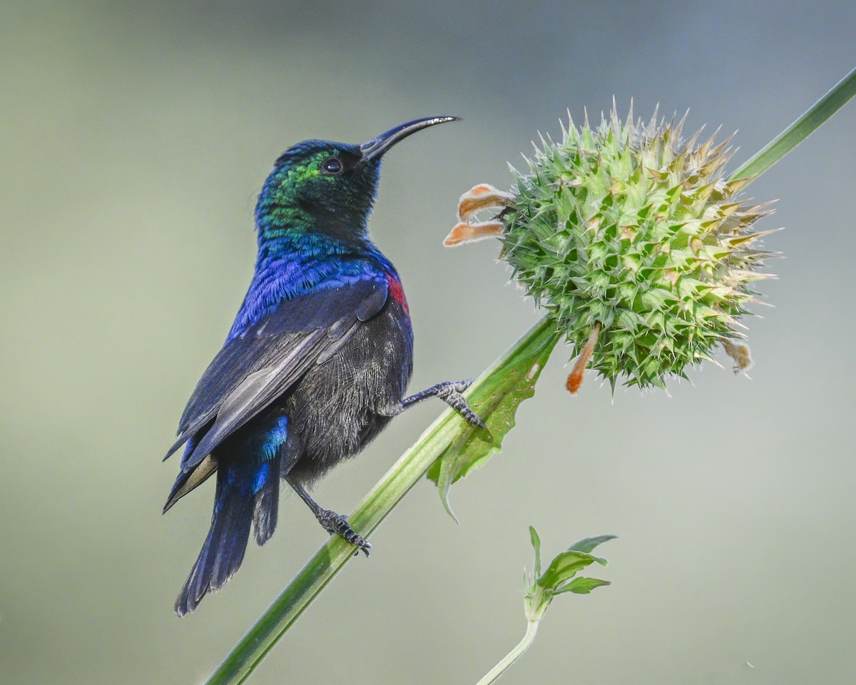 Purple-banded Sunbird - Scott Heppel