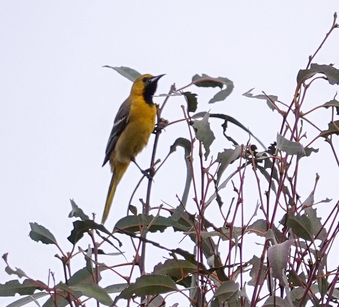 Hooded Oriole - Patty Drew