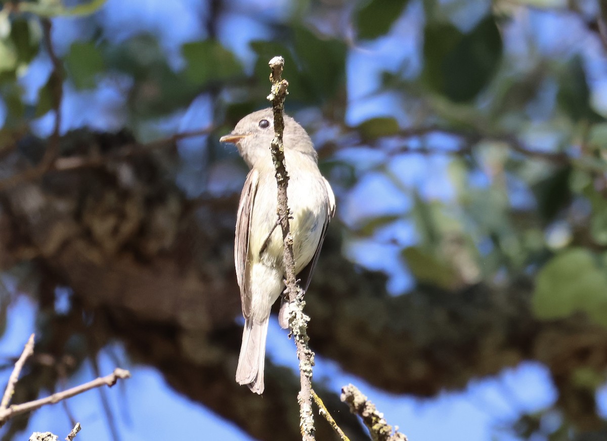 Hammond's Flycatcher - Gil Ewing