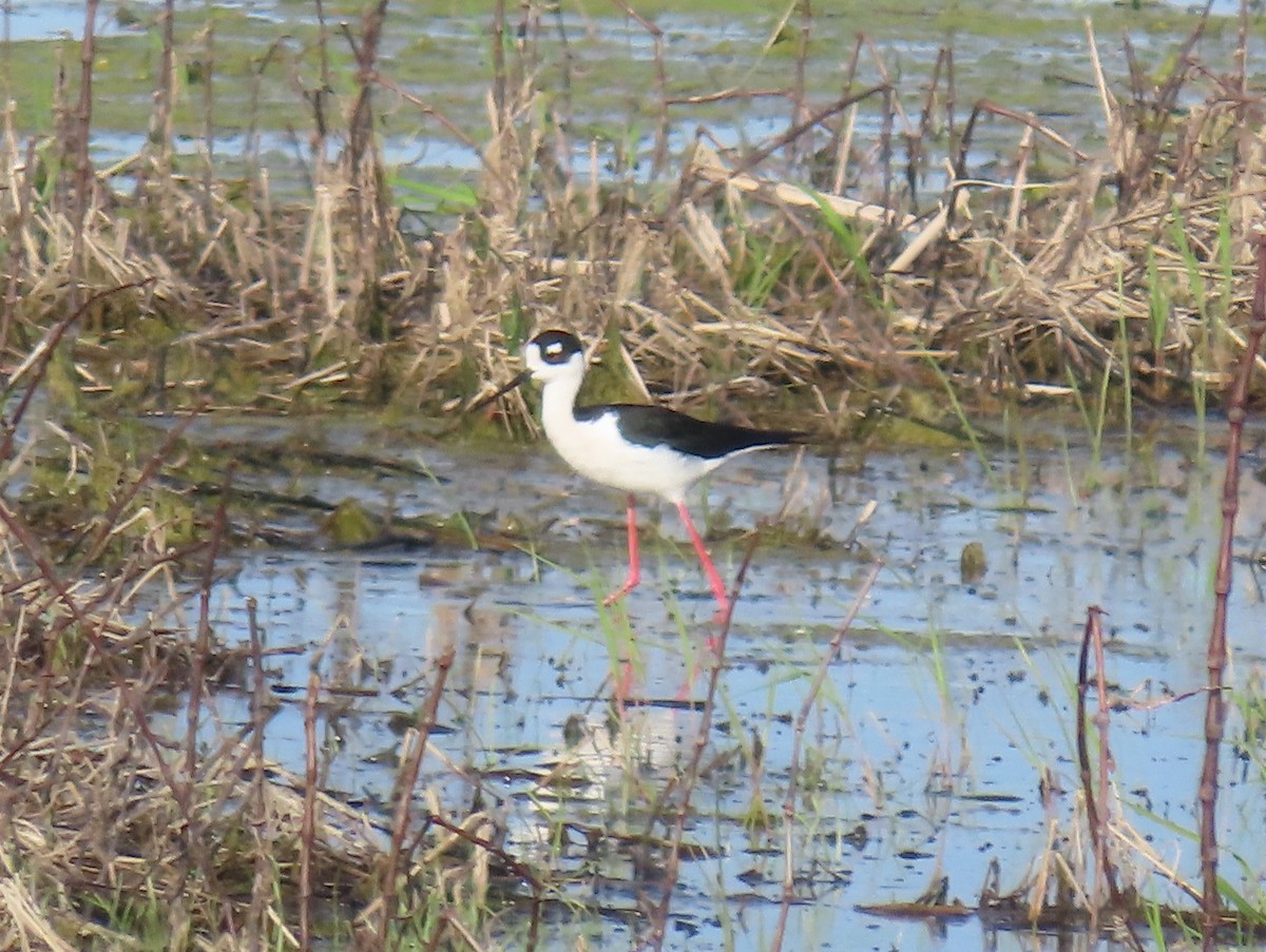 Black-necked Stilt - Jim Proffitt