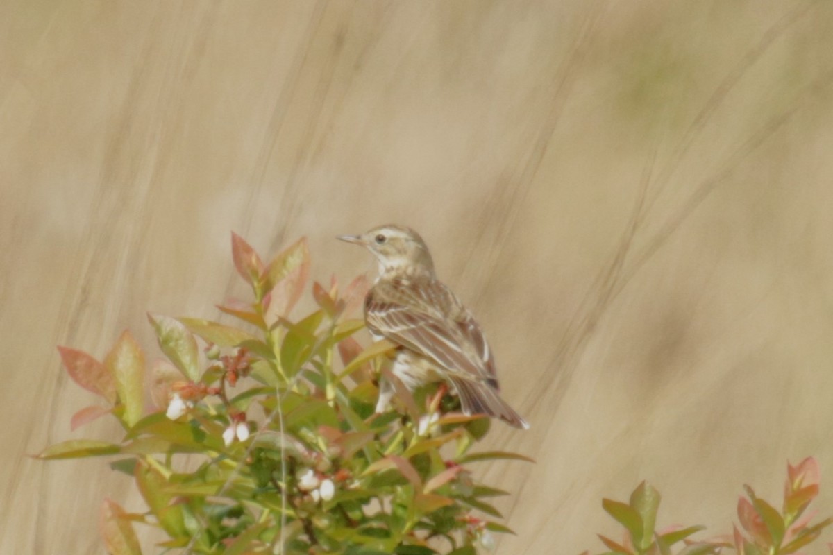 Meadow Pipit - Jan Roedolf