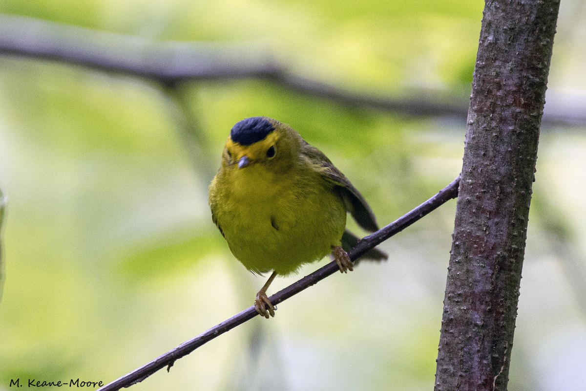 Wilson's Warbler - Anonymous