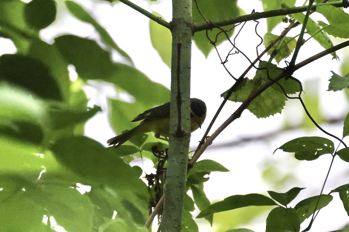 Wilson's Warbler - Anonymous