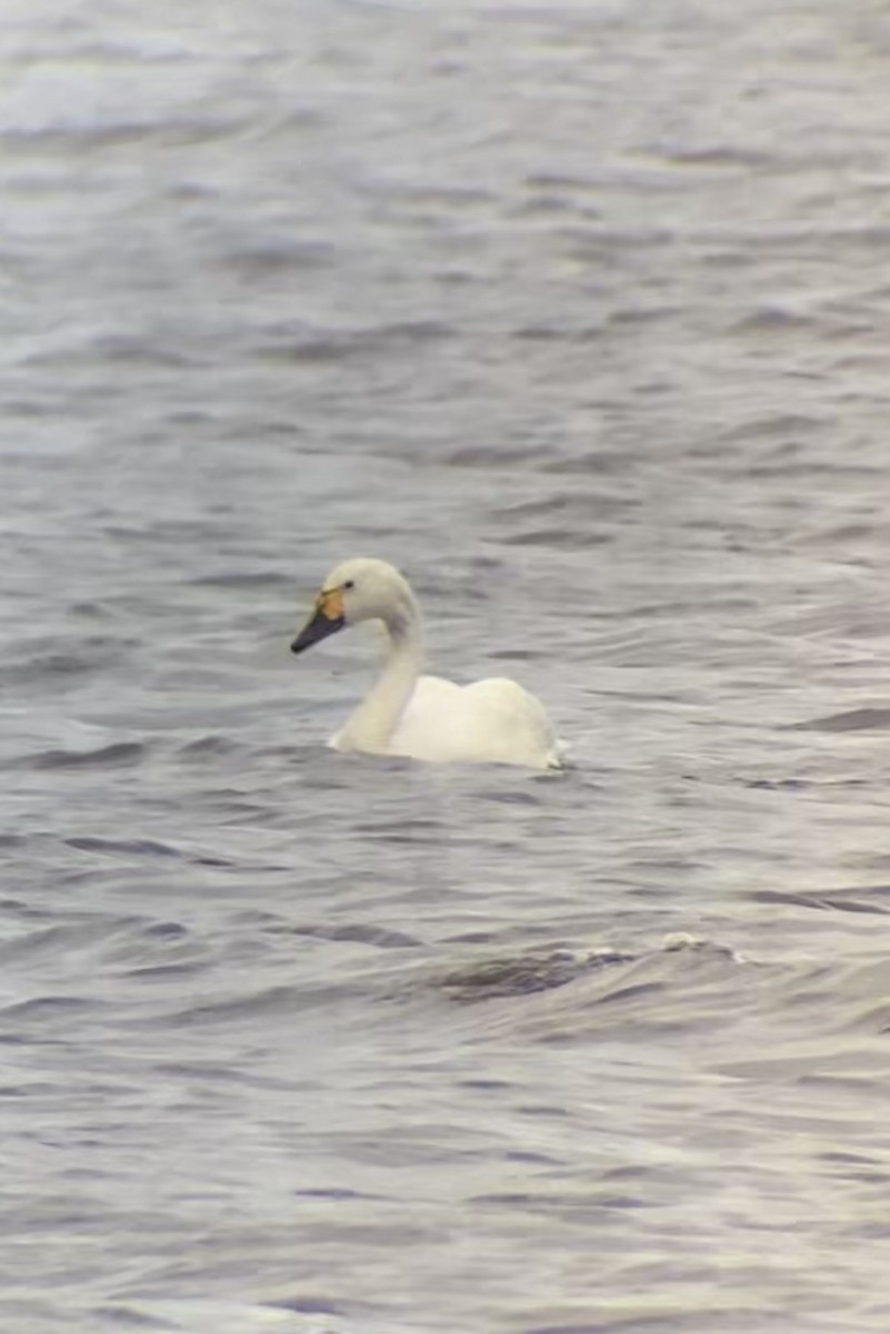 Whooper Swan - Anna Eugene