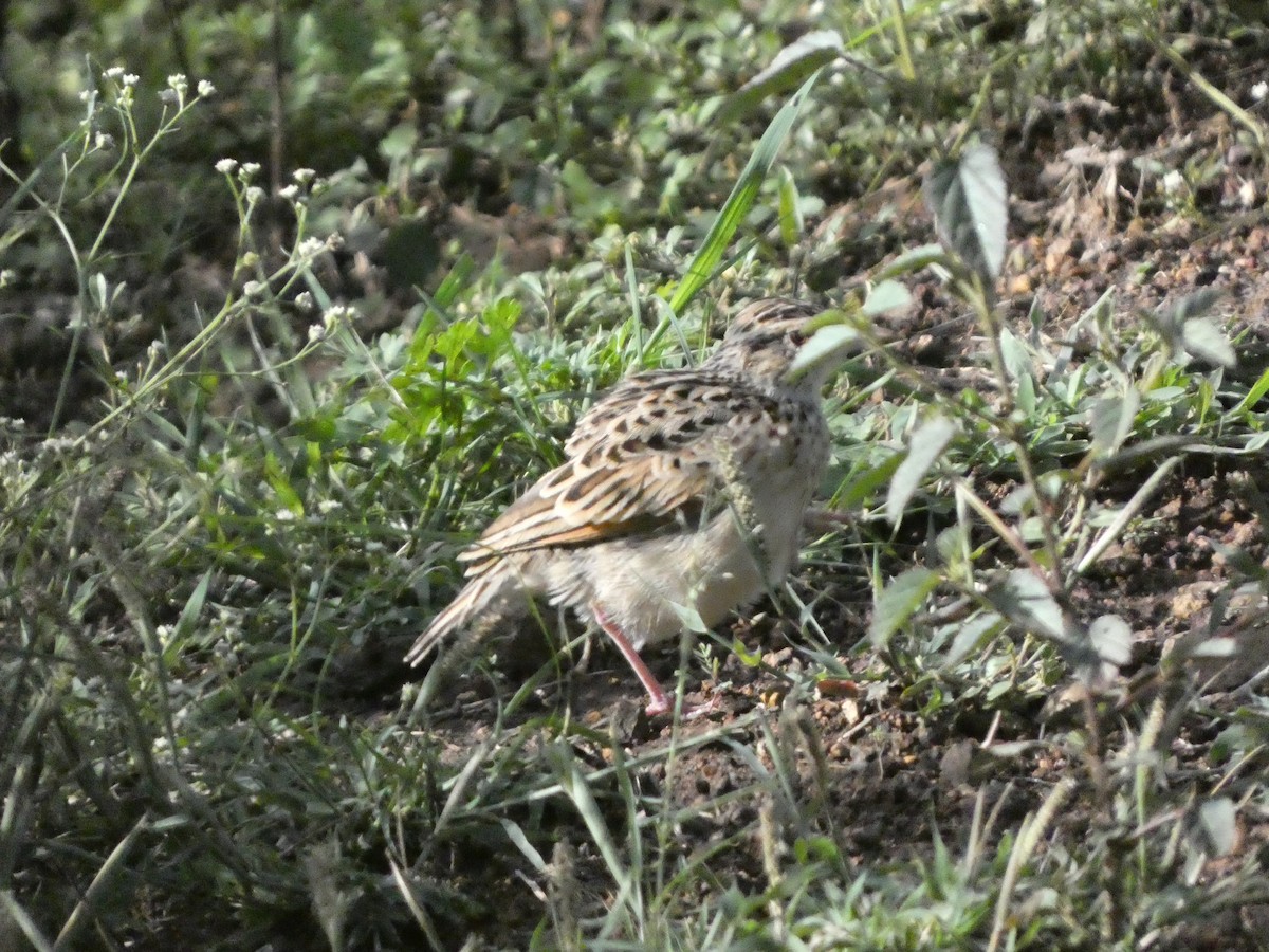 Rufous-naped Lark - Augie Kramer