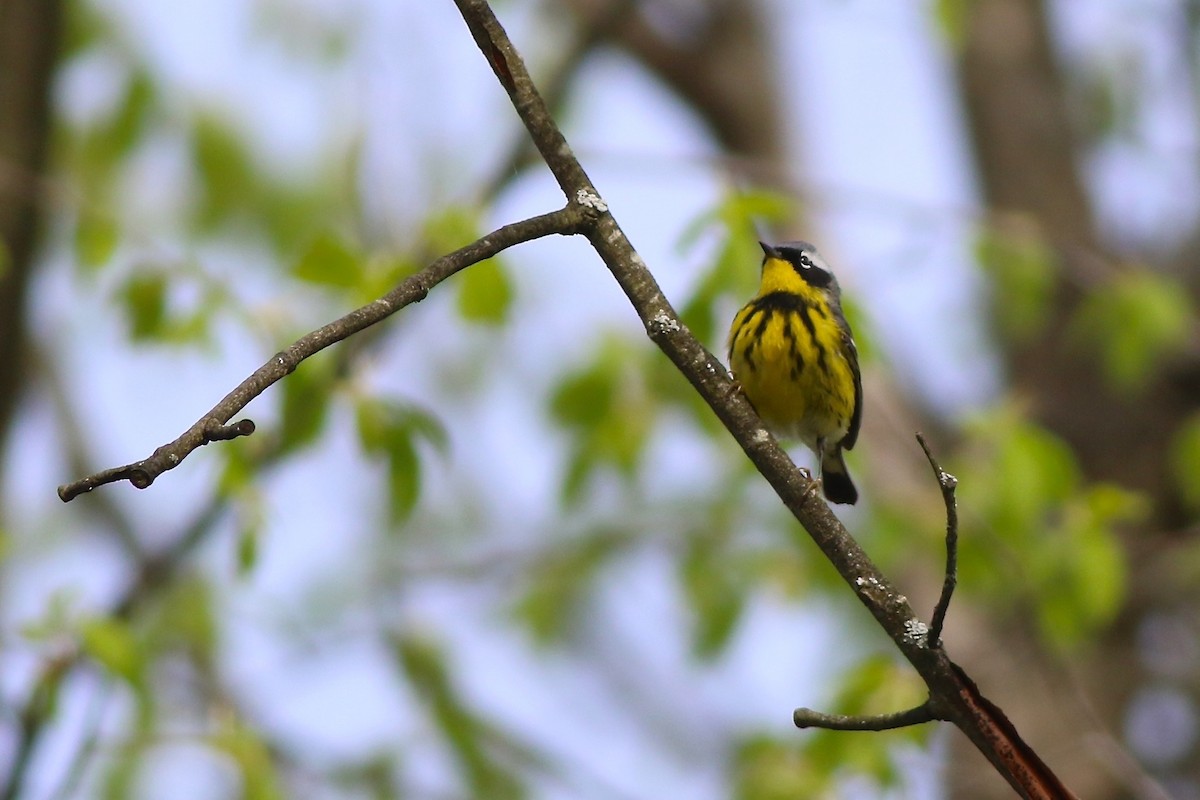 Magnolia Warbler - Brian Miller