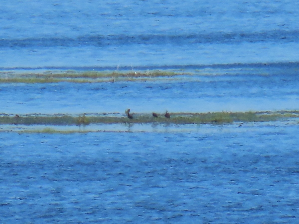 White-faced Ibis - ML618779329