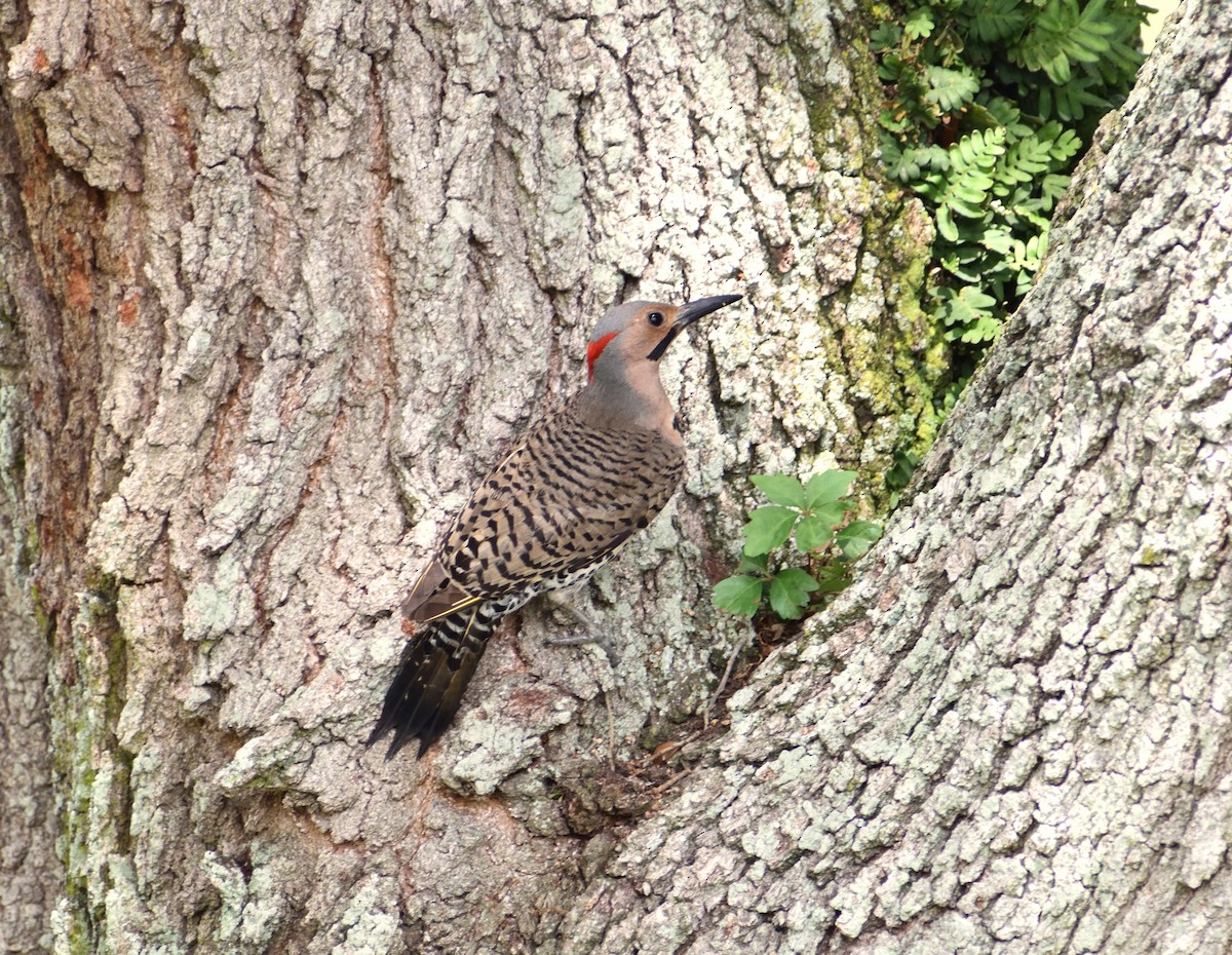 Northern Flicker - Vicki Bachner