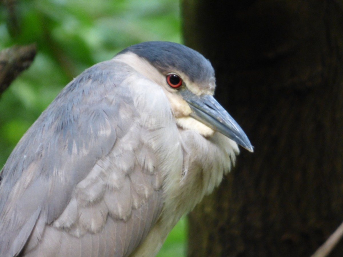 Black-crowned Night Heron - Karina Ramkalawan