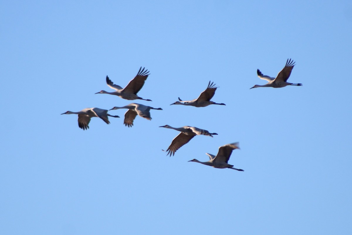 Sandhill Crane (tabida/rowani) - Sean Cozart