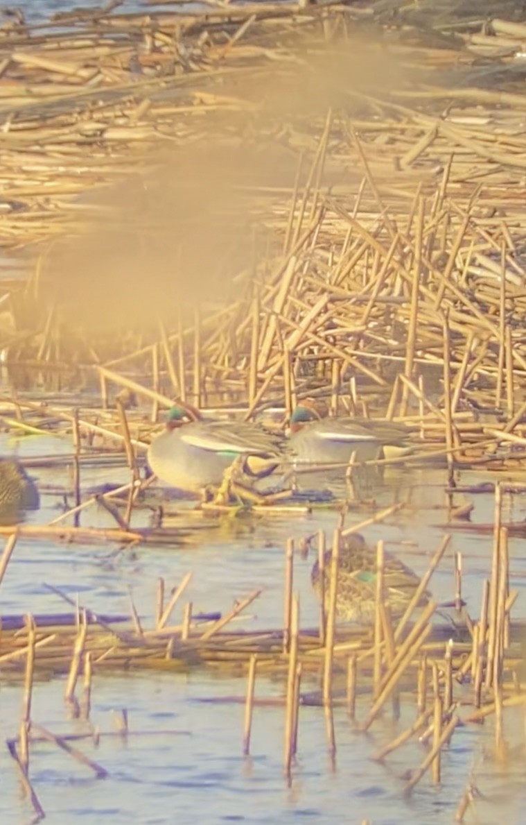 Green-winged Teal - Anna Eugene