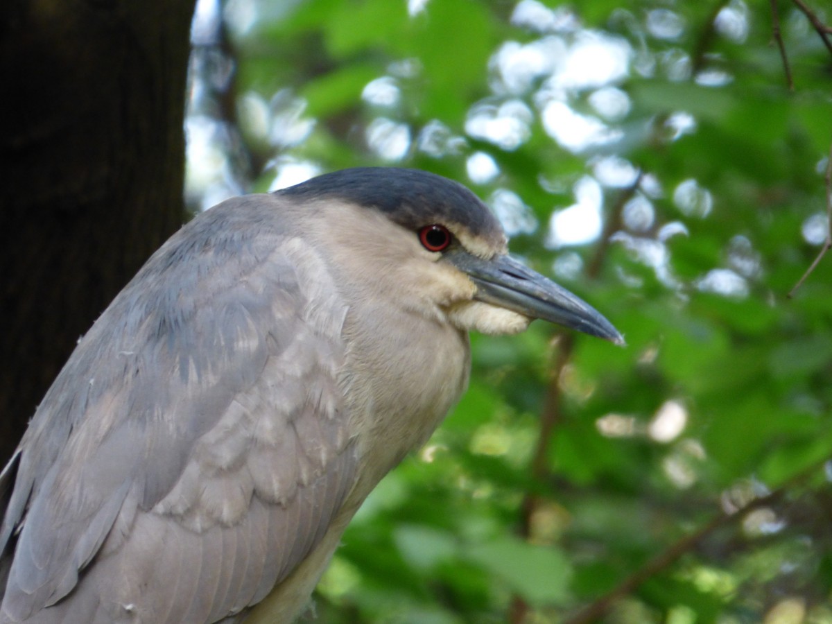 Black-crowned Night Heron - Karina Ramkalawan