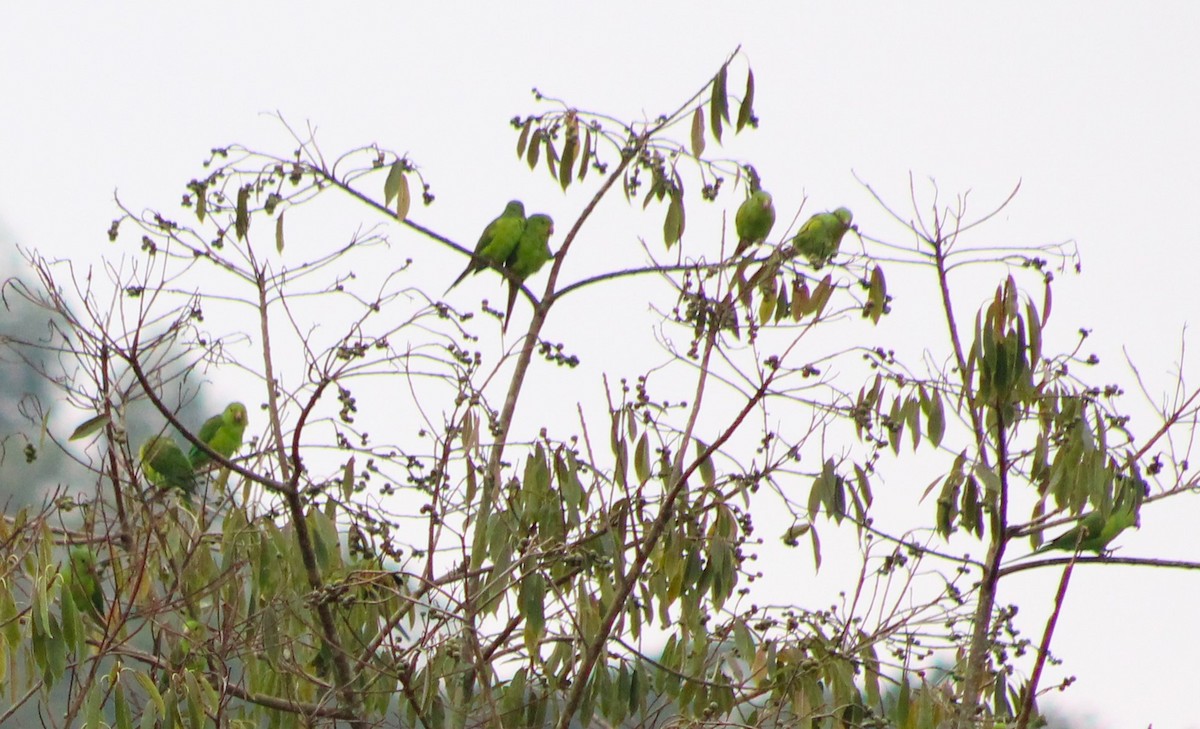 Plain Parakeet - Pedro Behne