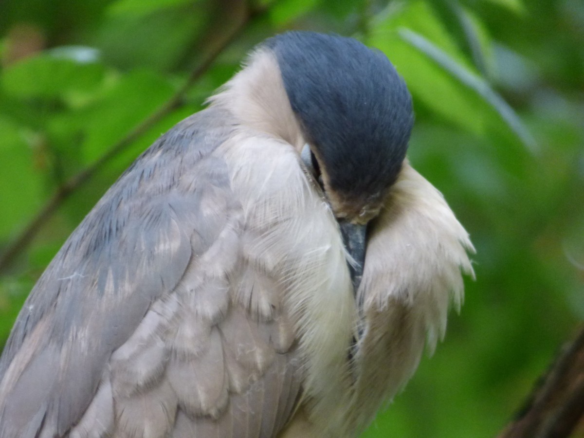 Black-crowned Night Heron - Karina Ramkalawan