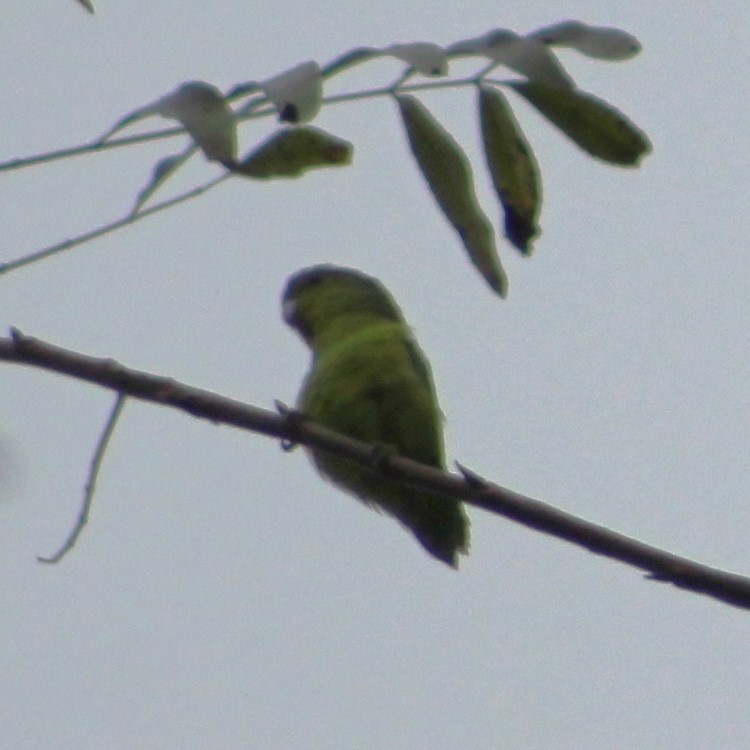 Cobalt-rumped Parrotlet - Pedro Behne