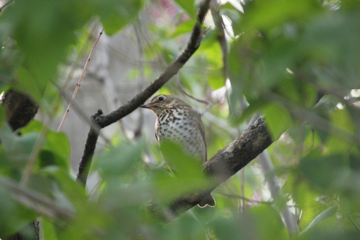 Swainson's Thrush - Dan Belgum