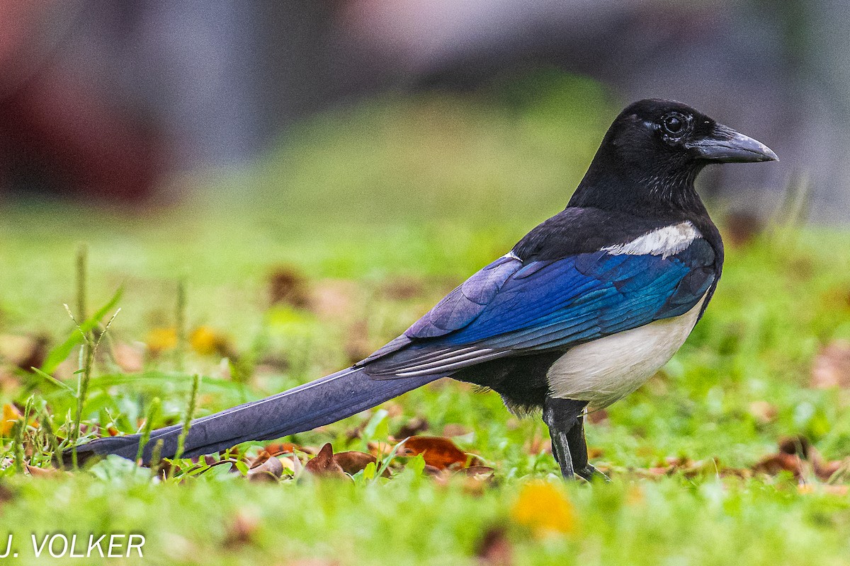 Oriental Magpie - Jack Volker