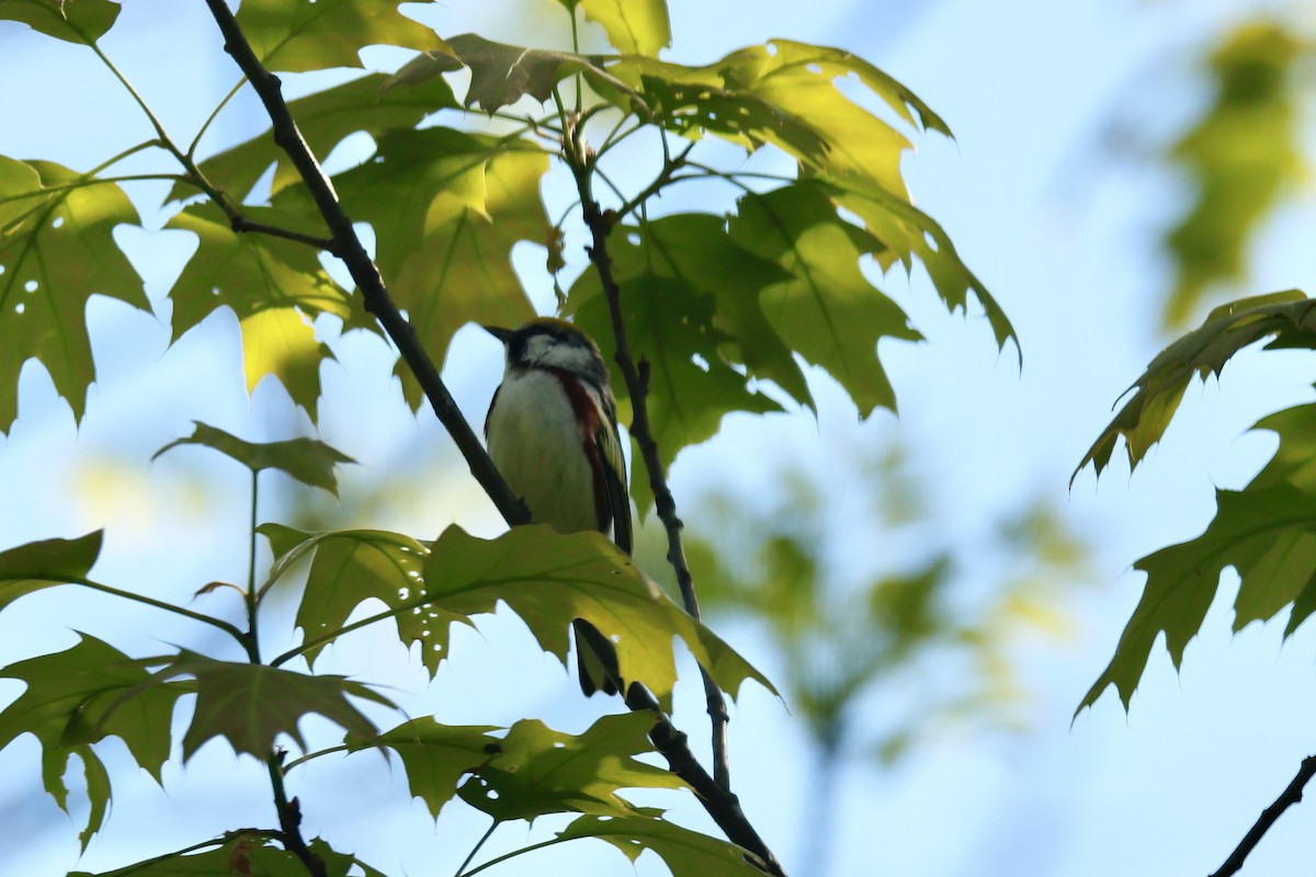 Chestnut-sided Warbler - Louis Sharp