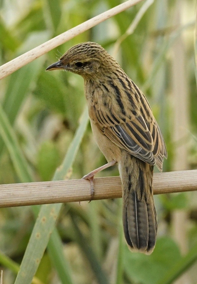 Bristled Grassbird - Renuka Vijayaraghavan