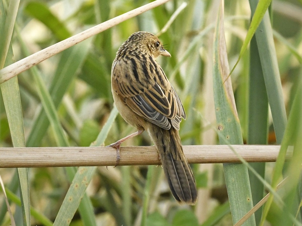 Bristled Grassbird - Renuka Vijayaraghavan