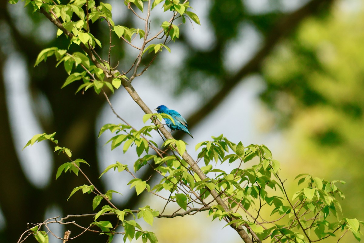 Indigo Bunting - Louis Sharp