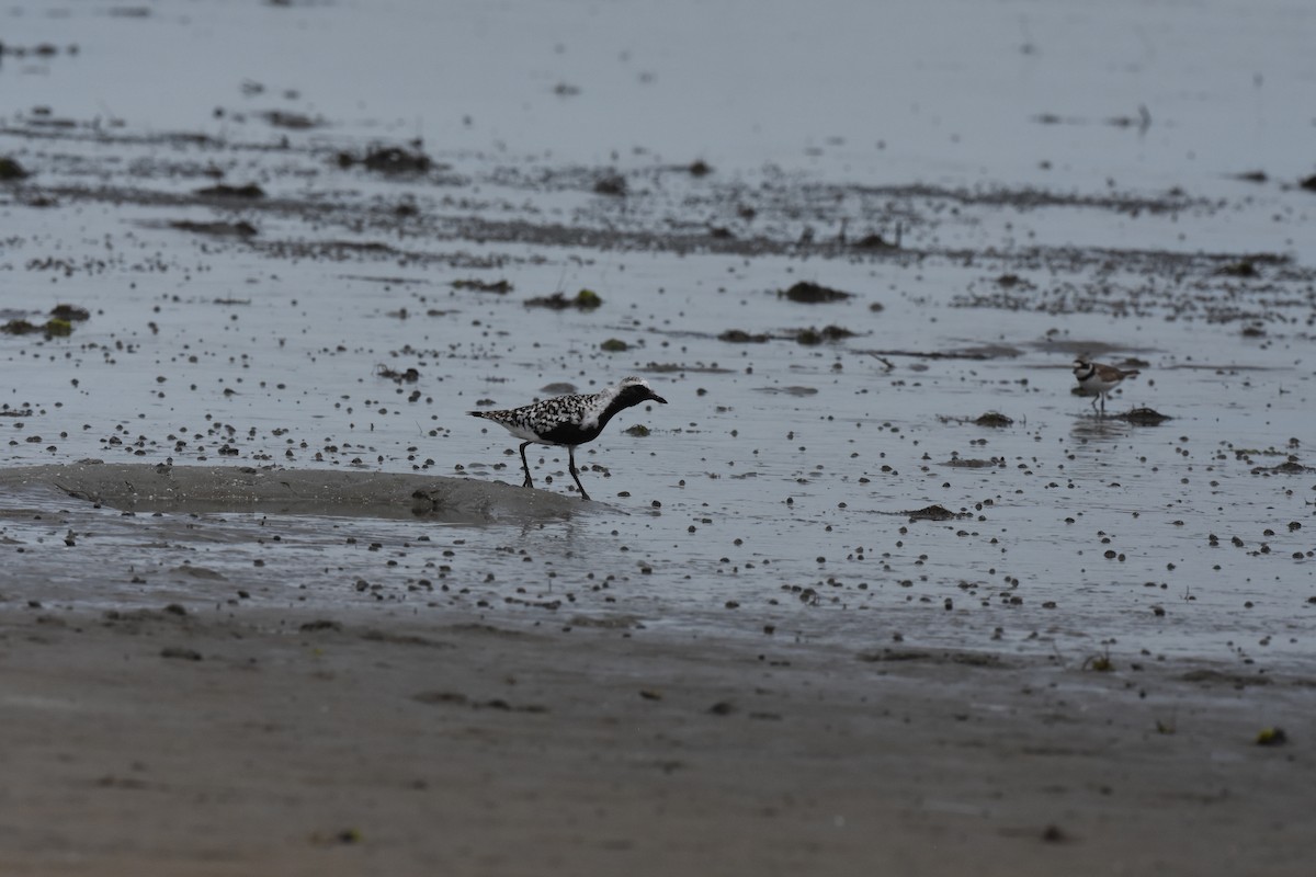 Black-bellied Plover - Keith Bowers