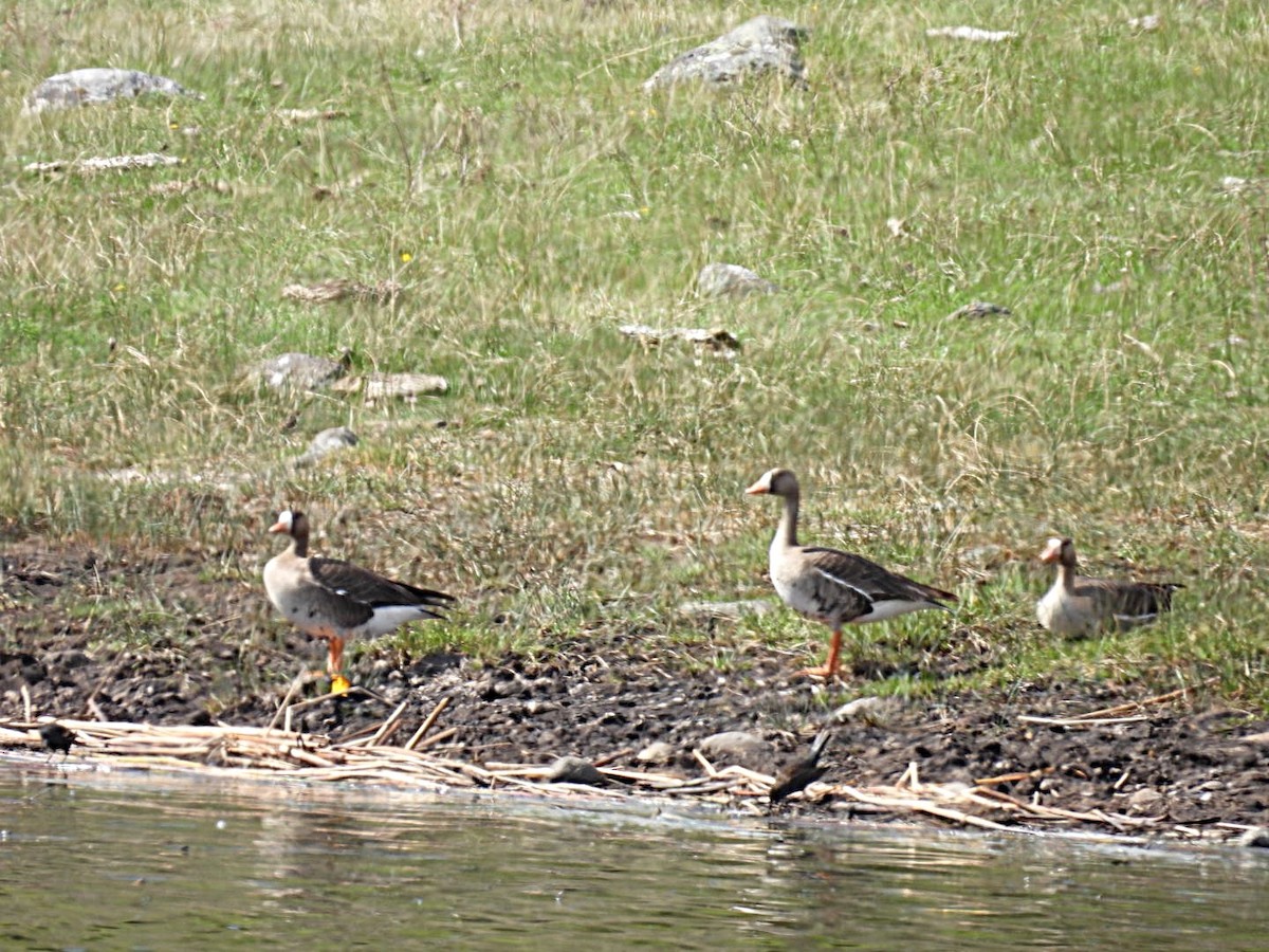 Greater White-fronted Goose - Sharon Henry