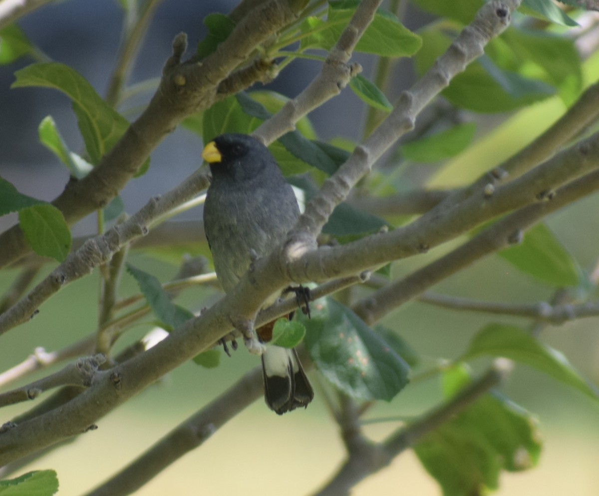 Band-tailed Seedeater - Monica Paredes Mejia