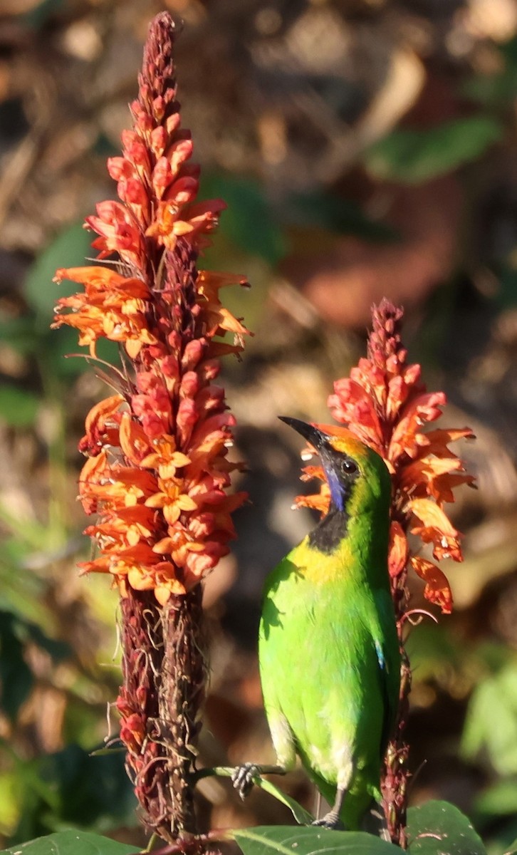 Golden-fronted Leafbird - ML618779516