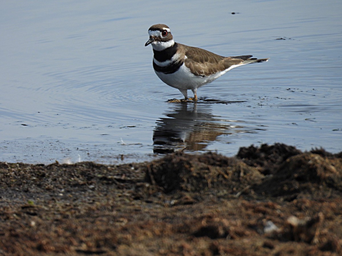 Killdeer - Sharon Henry