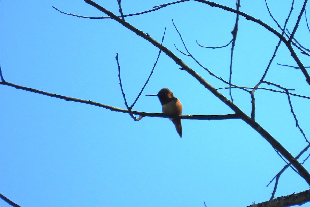 Rufous Hummingbird - Diane Yorgason-Quinn